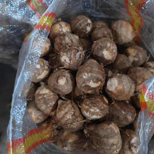 沂水县山东临沂毛芋头8520