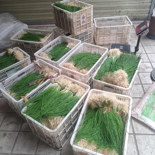 麻阳县薤白野蒜小根蒜车前草纯野生中药材5斤/件包邮