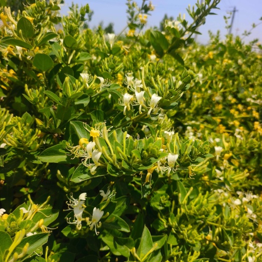 平邑县金花三号金银花苗 四季金银花树苗 树形金银花