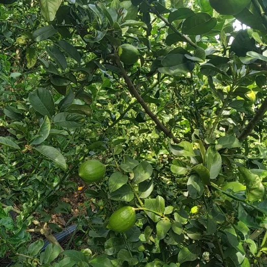 巍山县广东香水柠檬