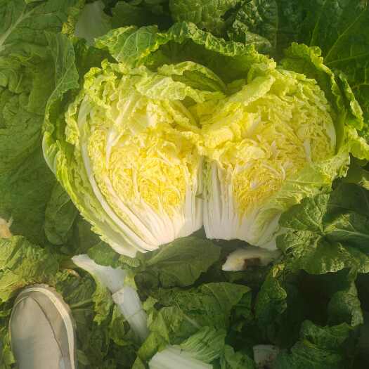 肥城市玲珑黄白菜