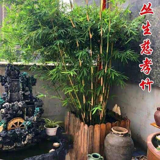 矮孝顺孝顺竹慈竹庭院栽种