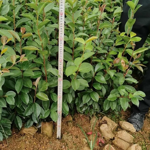 油茶苗，实生杯苗，高度35-80公分，数量50万，欢迎联系