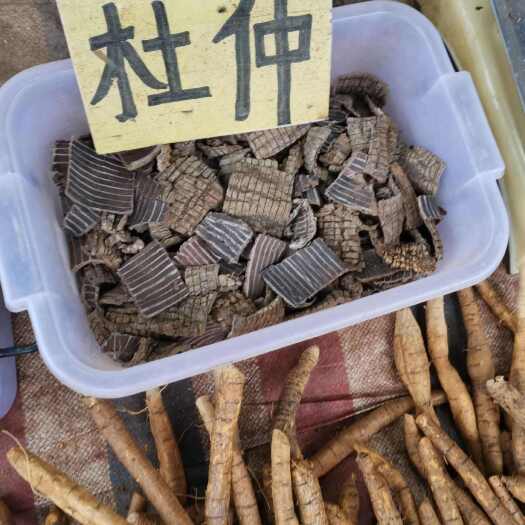遂溪县杜仲