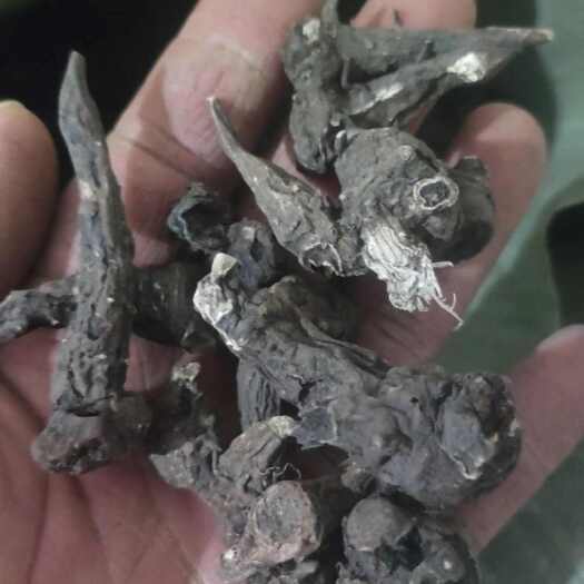 菏泽草伍乌 生草伍乌 产地直销 欢迎下单，1000克起售