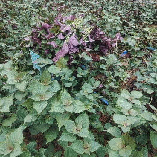 南宁新鲜紫苏