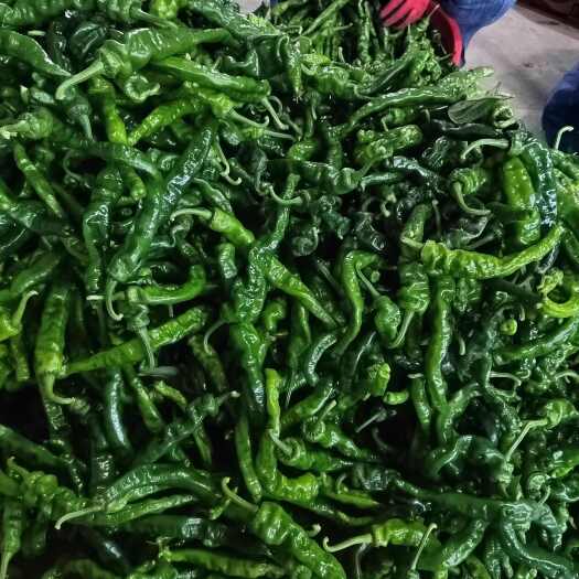 芜湖芜湖新鲜小皱皮辣椒 精品菜园直达