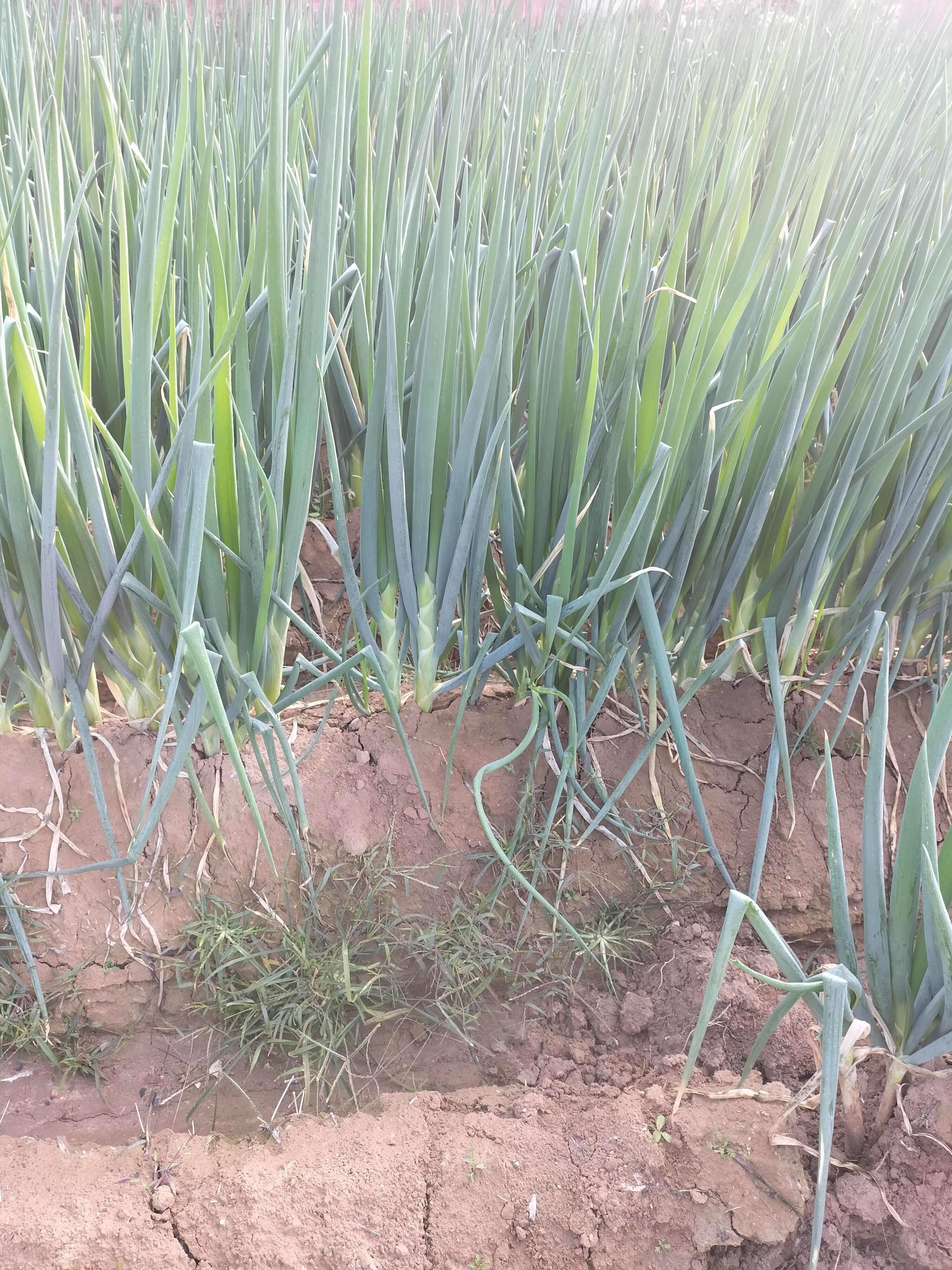 山西襄汾新鲜大葱产地直发