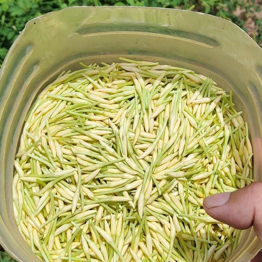长期大量供应无硫素馨花干花
