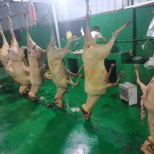普定县精品羊肉