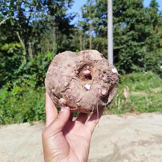 麻江县蘑芋