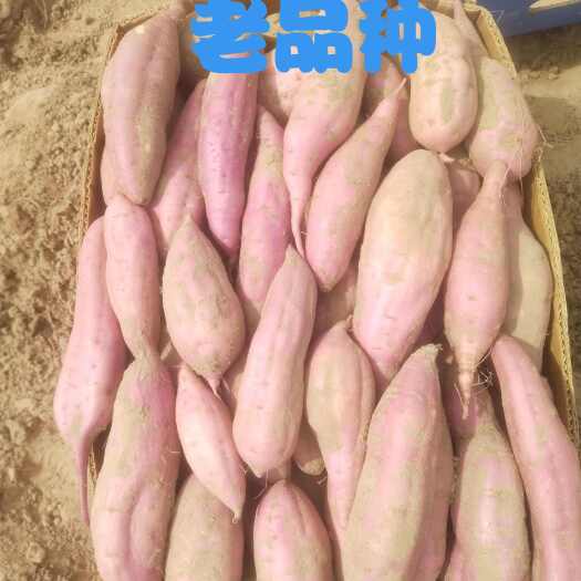 彰武县红薯  出售王府老品种地瓜