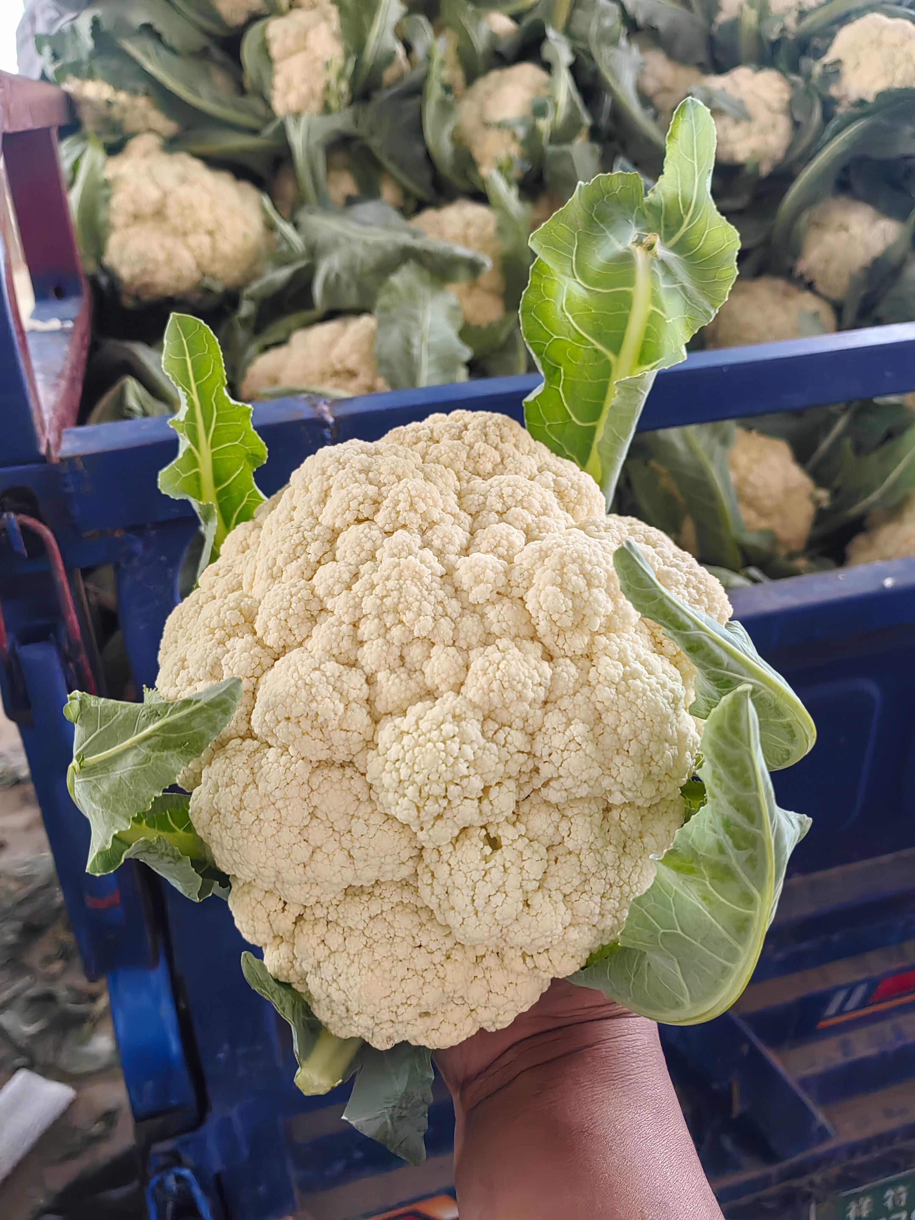 新鲜河南花菜来自通许县优质蔬菜基地直供