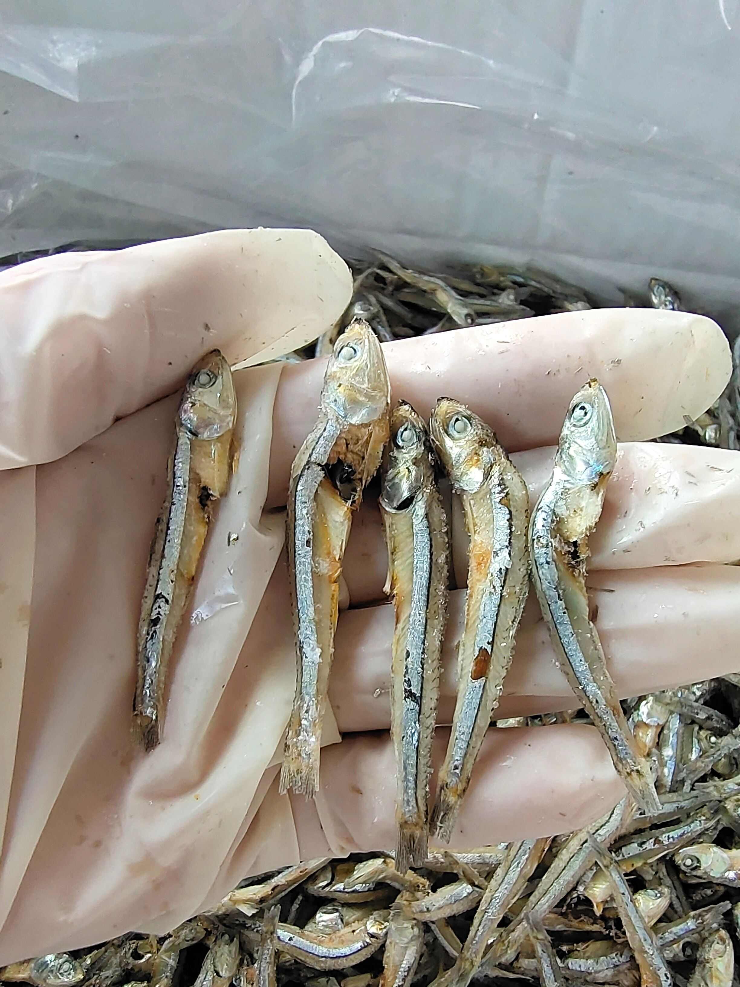 海燕鱼干！公鱼干，干度超好一点不咸！小朋友可以当零食越嚼越香