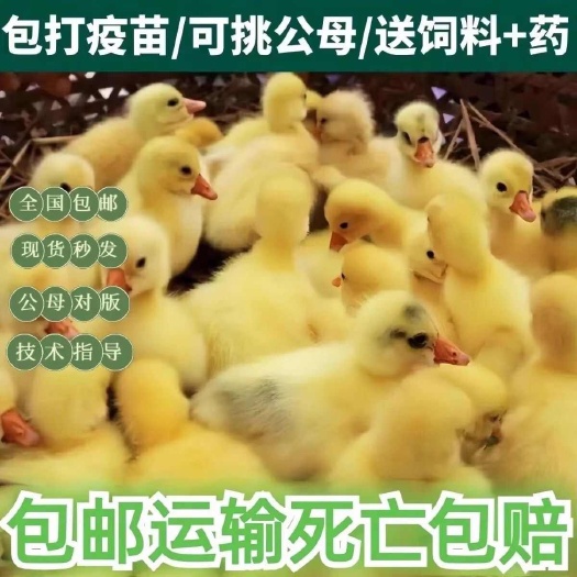 南充三花鹅苗 买1000送200 包防疫 包运输 货到满意付款