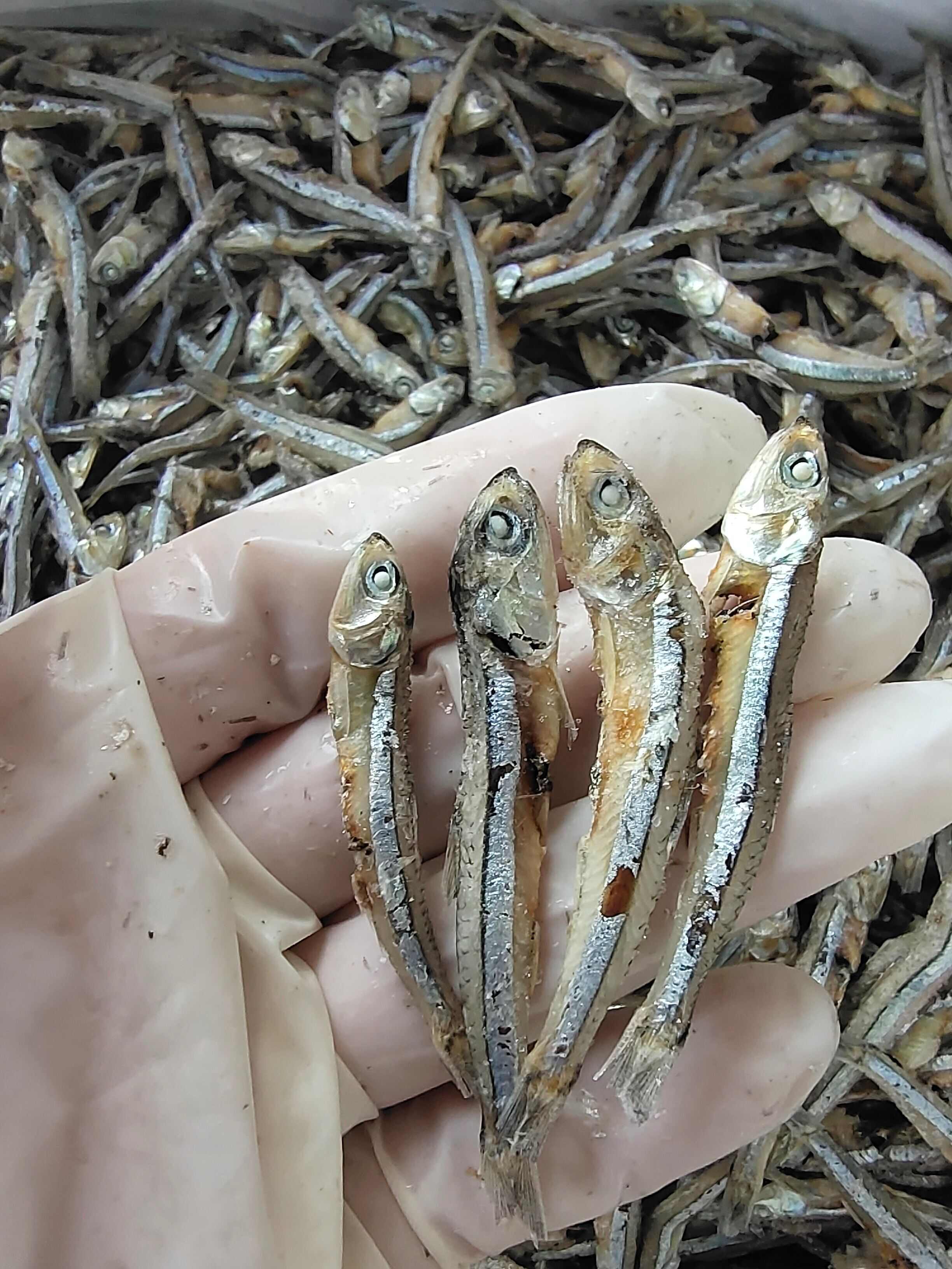 海燕鱼干！公鱼干，干度超好一点不咸！小朋友可以当零食越嚼越香