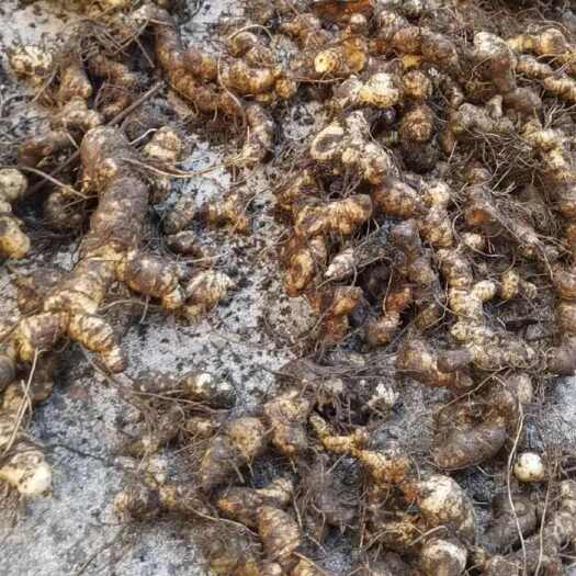 商洛鸡头黄精，生态种植，鲜货出售，干活可预约