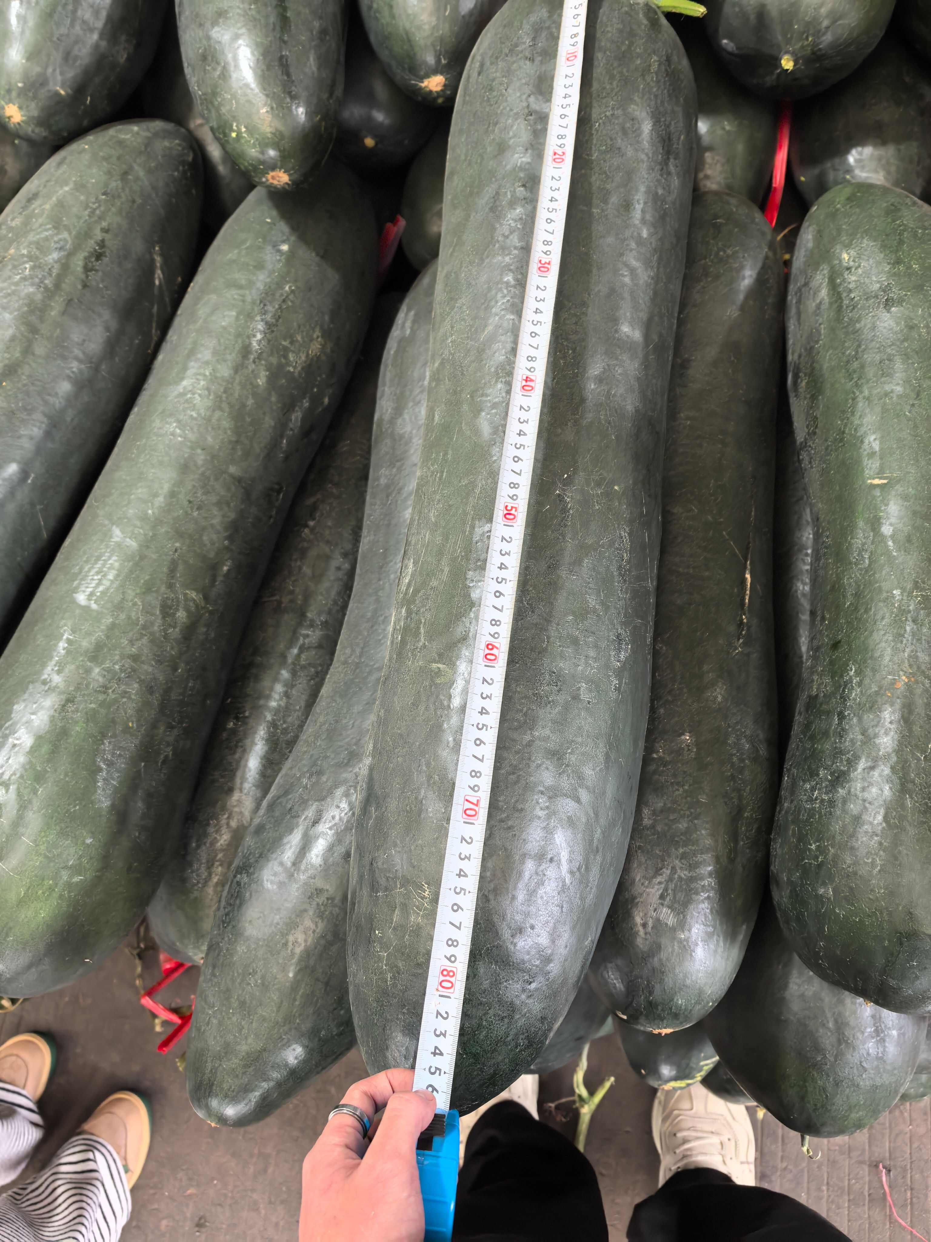 冬瓜产地直销 大宗蔬果长期稳定