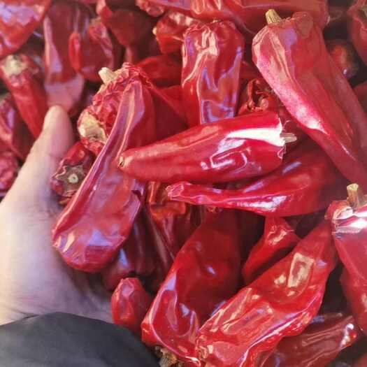 忻州北京红干辣椒，望都椒