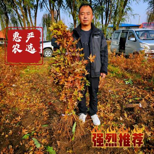 开原市耐寒五角枫造林苗 五角枫垄播苗 东北基地直发