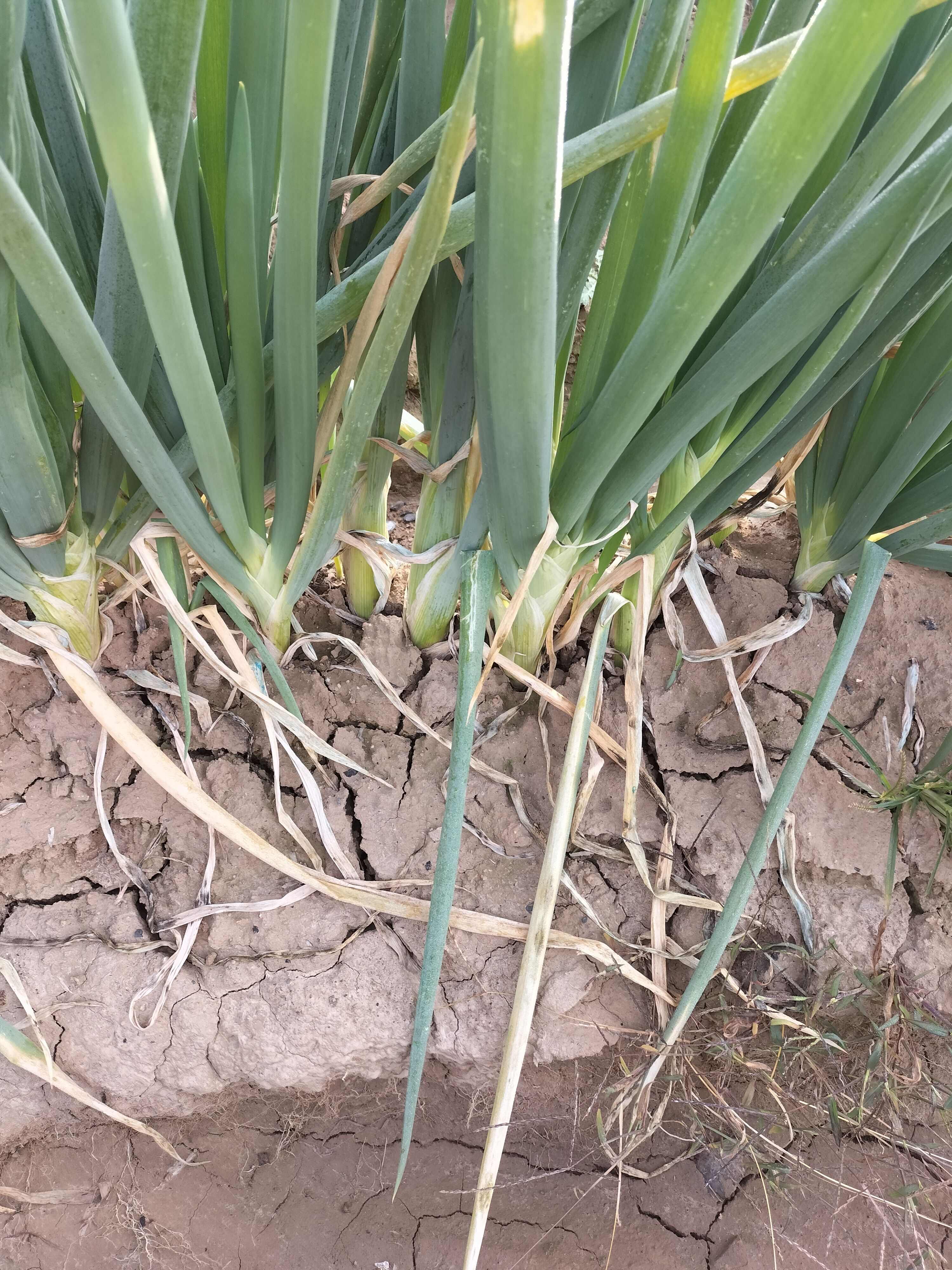 山西襄汾新鲜大葱产地直发