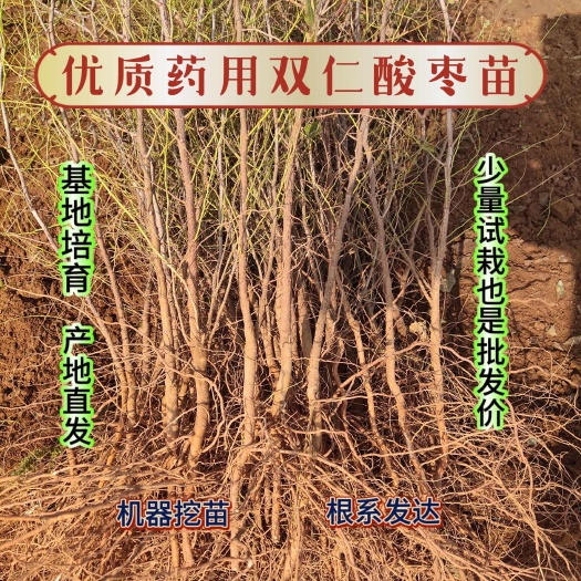 赞皇县冀酸一 号药用酸枣苗，基地直销，量大从优，机器挖苗，现挖现发