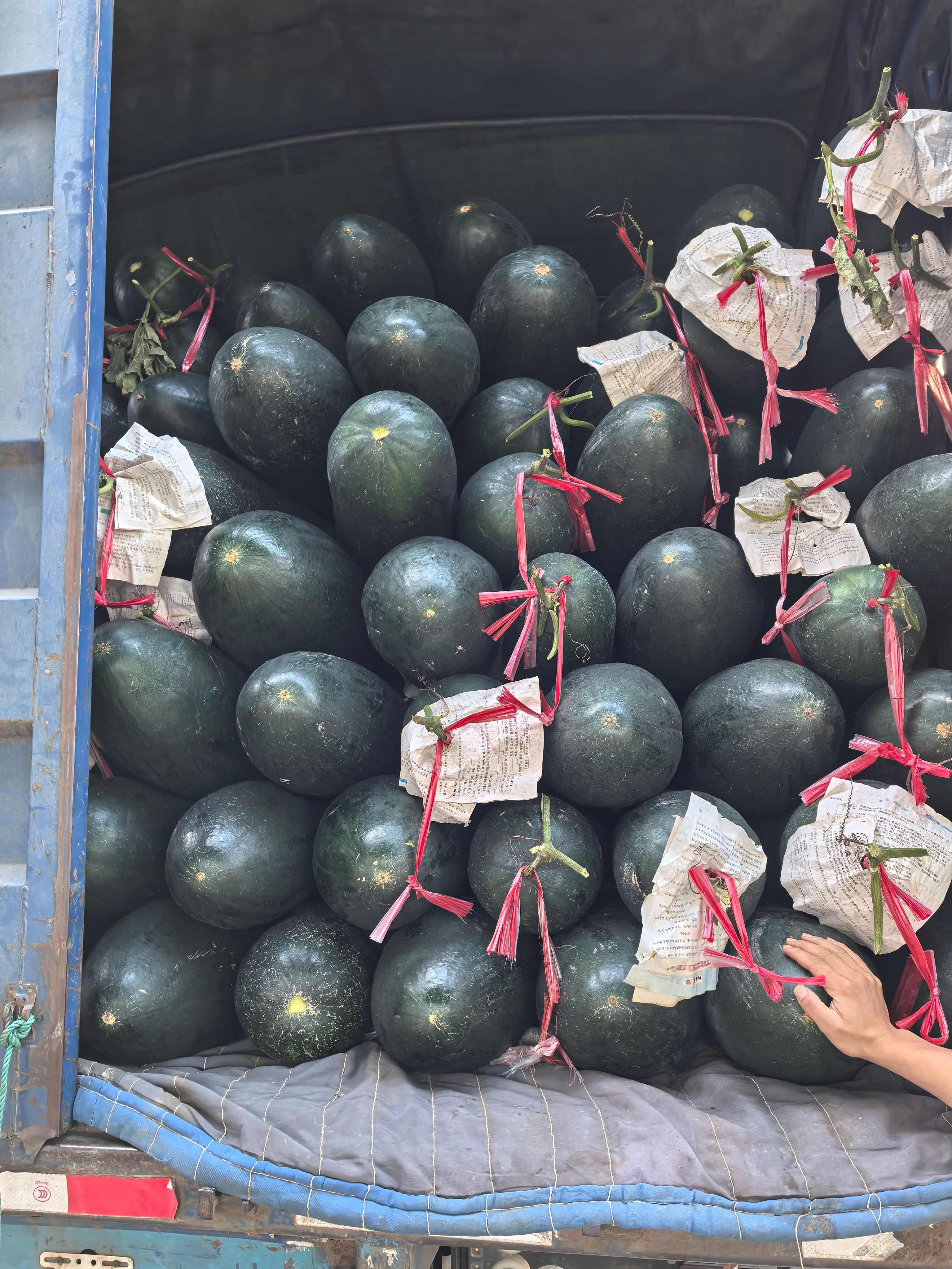 冬瓜产地直销 大宗蔬果长期稳定