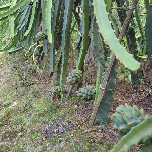 镇沅县燕窝果