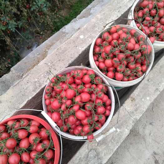 盐边县露天小番茄