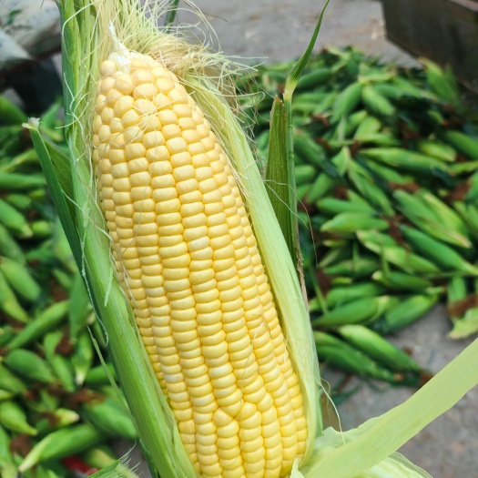建瓯市鲜食玉米