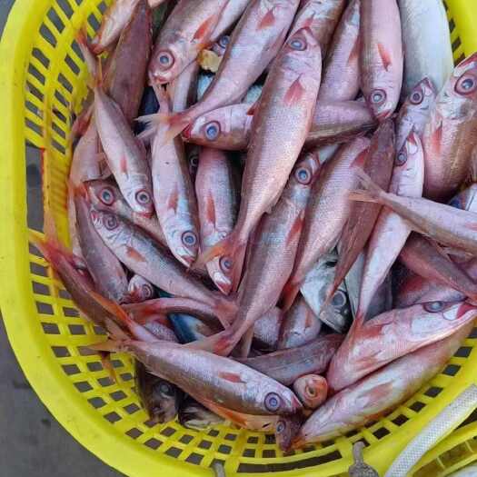 阳江大量捕捞海鲜鱼货出售，鱼货稳定量大从优