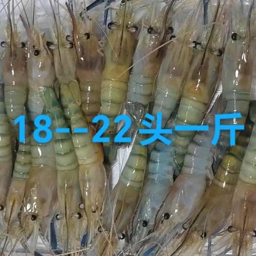 急冻罗氏虾14+16只，18一20只，20一23只22元起！