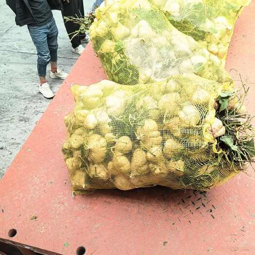 天门市天门凉薯