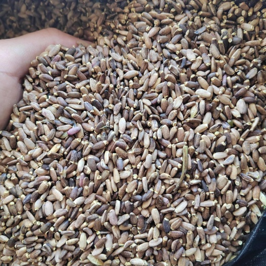牙克石市中药材水飞蓟，质量好，味香干净