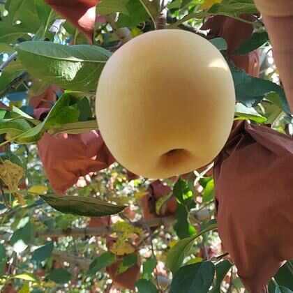 延安维纳斯黄金苹果