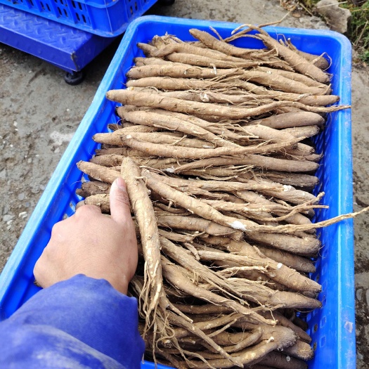 小金县有高原精品大货甜丹归