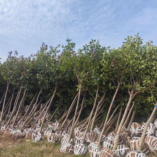 南京红叶石楠树8公分10公分，红叶石楠价格