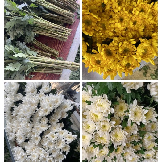 新沂市黄白菊批发2000支起