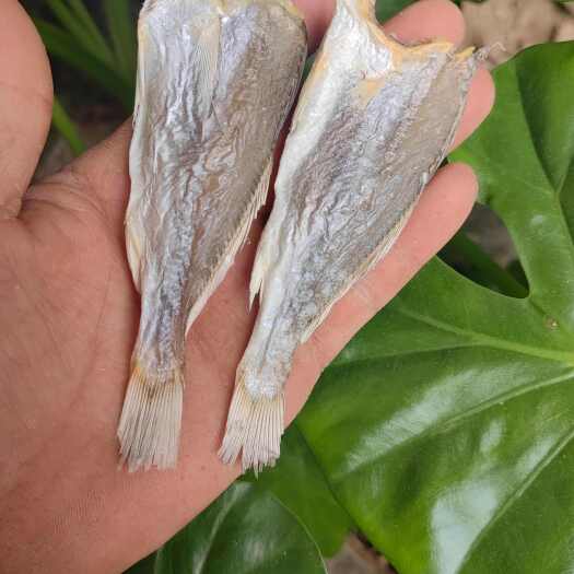 北海小号黄花鱼  滑仔鱼 电商地摊热销产品