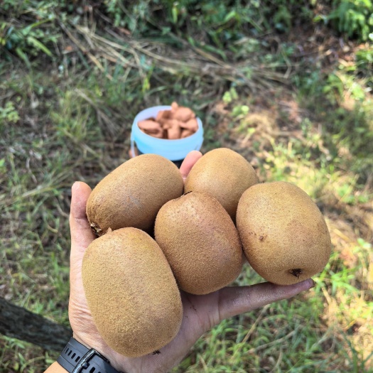 明溪縣金艷