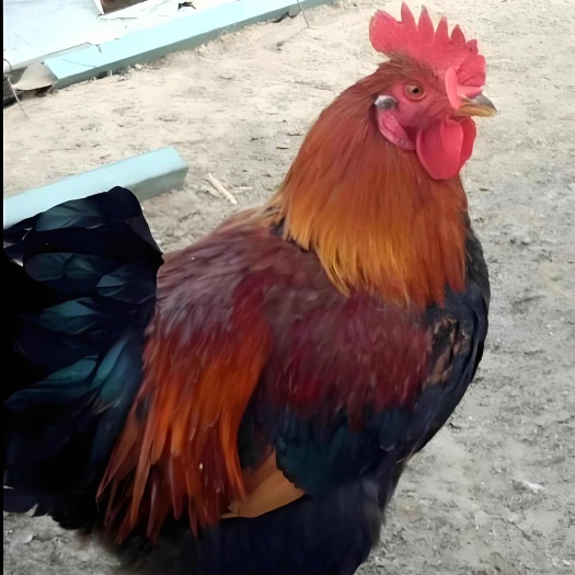 鸡