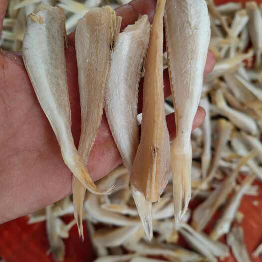 北海角条   红头鱼  红娘鱼  皮棍鱼 咸鱼干  去头去内脏