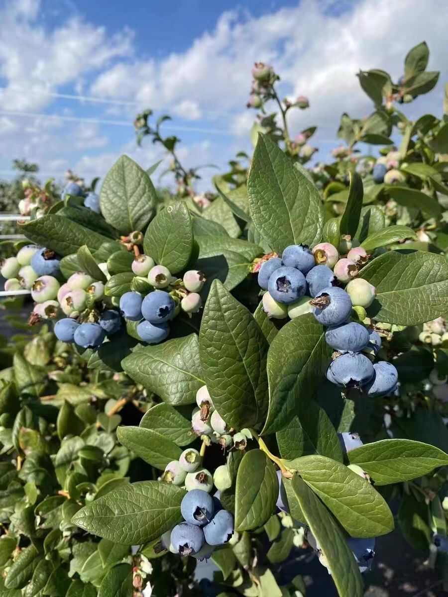 云南澄江花香蓝莓一件代发现摘现发电商团购市场均可一件代发