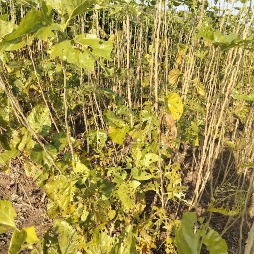 射阳县育711桑树苗一年生 批发  量大
