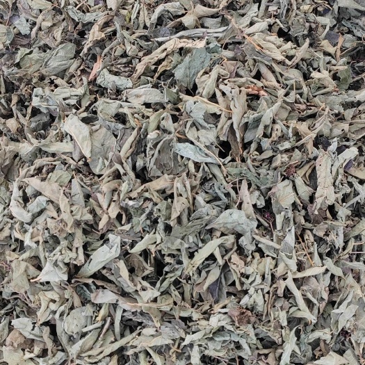 亳州紫珠葉，杜虹花葉子