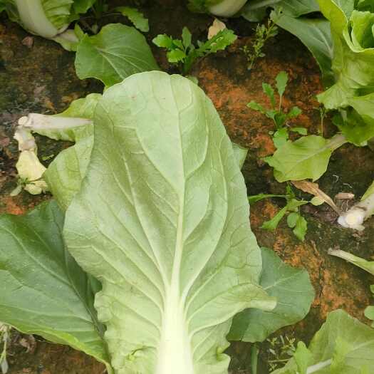 新鲜快菜质优价廉