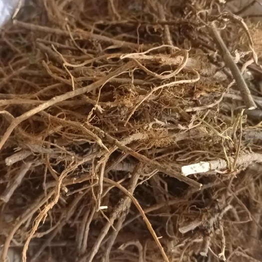 洛南县秦岭柴胡