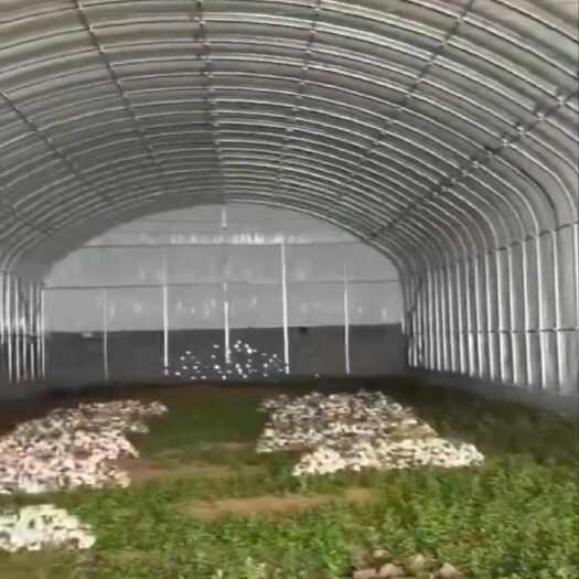 沭阳县【厂家直销】养殖大棚 温室大棚骨架大棚钢管使用寿命长专业定制