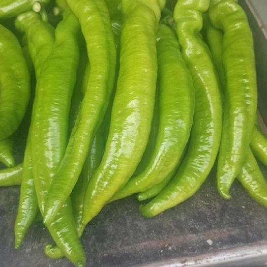 西昌市西昌市，黄皮尖椒（树椒）大量上市欢迎各位老板