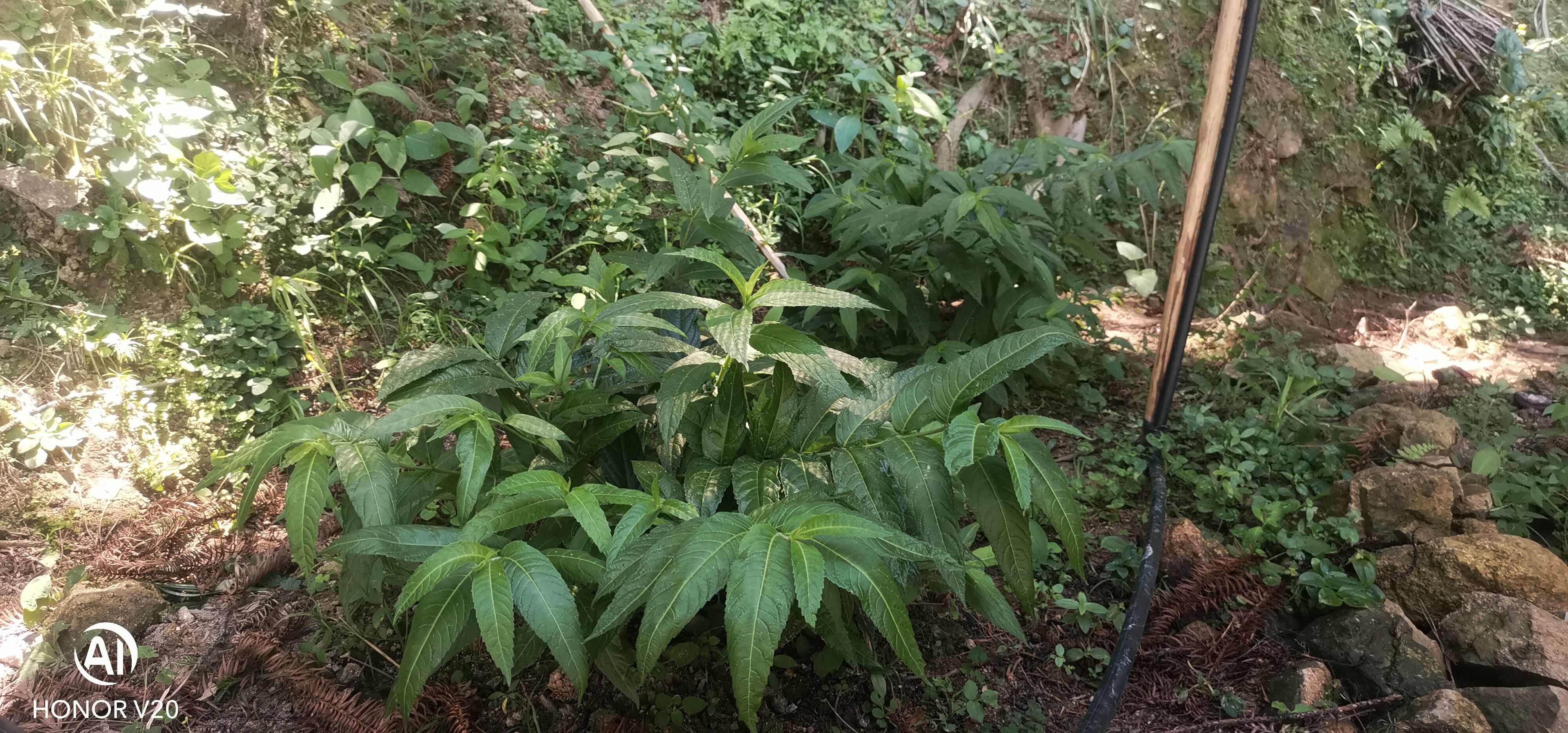 毛药花种苗